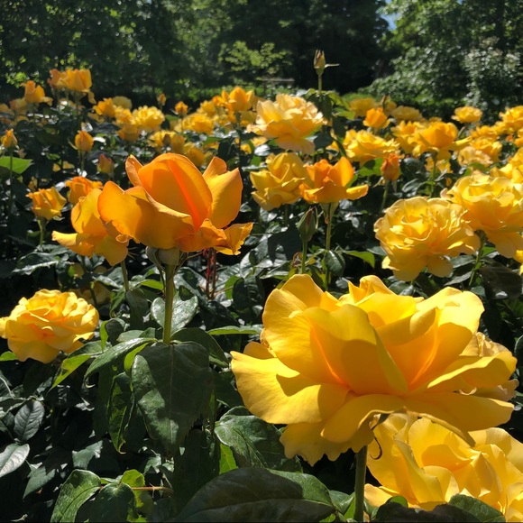 Meet your Posher, Katherine - Picture 1 of 1